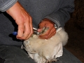 20110617 RINGING FOUR BABY OWLS AT LE BOSQUET 02